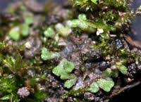 Attēlu rezultāti vaicājumam “Riccia glauca”