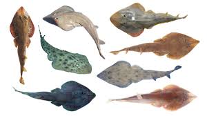 Image result for Acroteriobatus blochii