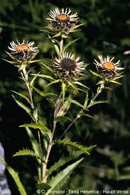 Attēlu rezultāti vaicājumam “Carlina biebersteinii”