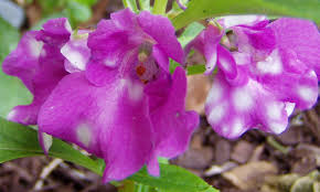 Image result for Impatiens balsamina