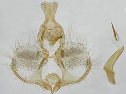Attēlu rezultāti vaicājumam “Pandemis cinnamomeana”