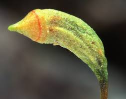 Attēlu rezultāti vaicājumam “Homomallium incurvatum sporophyte”