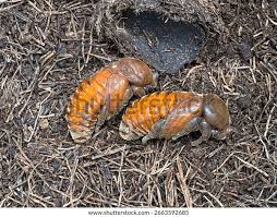 Attēlu rezultāti vaicājumam “Ceruchus chrysomelinus imago”