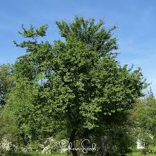 Attēlu rezultāti vaicājumam “Prunus cerasifera”