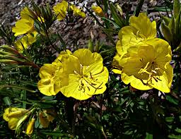 Attēlu rezultāti vaicājumam “Onagraceae”