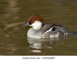 Attēlu rezultāti vaicājumam “Mergus albellus”