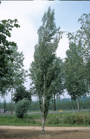 Attēlu rezultāti vaicājumam “Betula pendula”