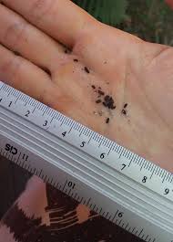 Image result for insect poop