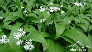 Image result for Bärlauch