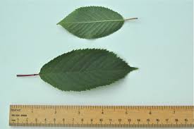 Attēlu rezultāti vaicājumam “Cerasus leaf”