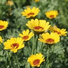 Image result for Chrysanthemum segetum