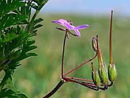 Attēlu rezultāti vaicājumam “Erodium cicutarium bud”