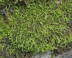 Attēlu rezultāti vaicājumam “Myurella julacea”