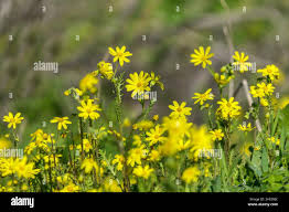 Attēlu rezultāti vaicājumam “Senecio vernalis flower”