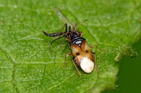 Attēlu rezultāti vaicājumam “Anthocoris nemorum”