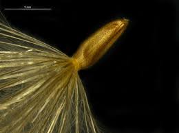 Attēlu rezultāti vaicājumam “Cirsium arvense fruit”