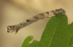 Attēlu rezultāti vaicājumam “Phigalia pilosaria”