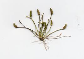 Attēlu rezultāti vaicājumam “Myosurus minimus flower”