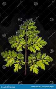 Attēlu rezultāti vaicājumam “Anthriscus sylvestris leaf”