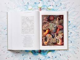 Image result for ernst haeckel