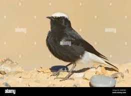 Image result for Oenanthe leucopyga