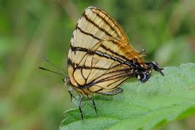 Attēlu rezultāti vaicājumam “Theclinae”