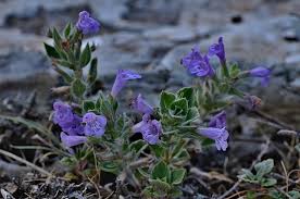 Attēlu rezultāti vaicājumam “Acinos arvensis flower”