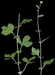 Image result for Geum urbanum