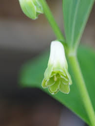 Attēlu rezultāti vaicājumam “Polygonatum odoratum bud”