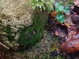 Attēlu rezultāti vaicājumam “Gyroweisia tenuis”