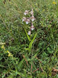 Attēlu rezultāti vaicājumam “Epipactis palustris bud”