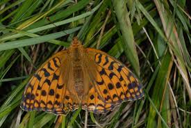 Attēlu rezultāti vaicājumam “Argynnis adippe”
