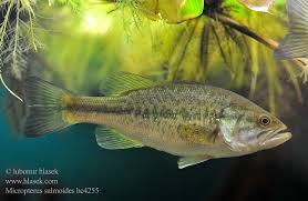Image result for Micropterus salmoides