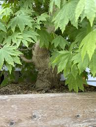 Attēlu rezultāti vaicājumam “Acer pseudosieboldianum”