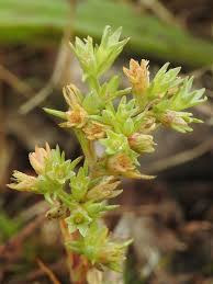 Attēlu rezultāti vaicājumam “Scleranthus annuus”