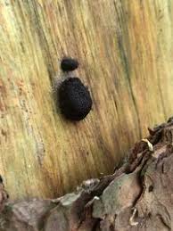 Attēlu rezultāti vaicājumam “Symphytocarpus flaccidus”