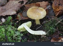 Attēlu rezultāti vaicājumam “Tricholoma flavovirens”