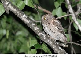 Image result for Otus scops