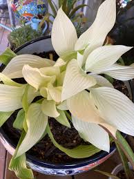 Image result for Hosta White Feather