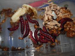 Attēlu rezultāti vaicājumam “Cossus cossus larva”