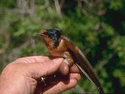 Attēlu rezultāti vaicājumam “Hirundinidae”