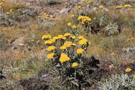 Image result for Helichrysum subulifolium