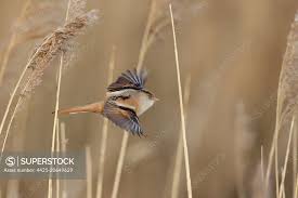 Attēlu rezultāti vaicājumam “Panurus biarmicus female”