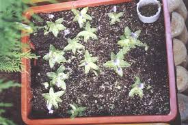 Attēlu rezultāti vaicājumam “Pinguicula vulgaris leaf”