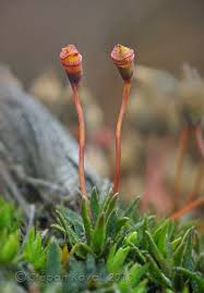 Attēlu rezultāti vaicājumam “Pogonatum nanum”