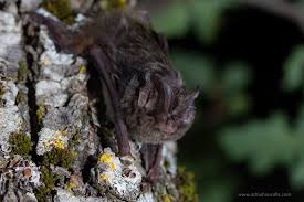 Attēlu rezultāti vaicājumam “Barbastella barbastellus”