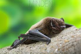 Attēlu rezultāti vaicājumam “Nyctalus leisleri”