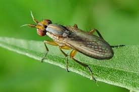 Attēlu rezultāti vaicājumam “Sciomyzidae”