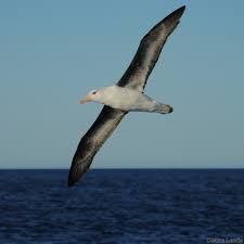 Image result for Thalassarche melanophris