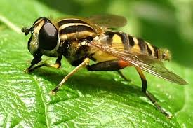 Attēlu rezultāti vaicājumam “Helophilus sp.”